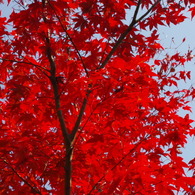 大山崎山荘美術館の紅葉