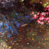 大山崎美術館の紅葉