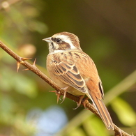 秋の里山で3(ホウジロ)