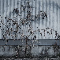 Dead Flowers