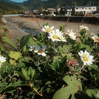 川沿いに咲く