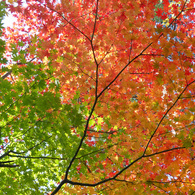 紅葉6