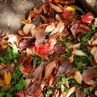 紅葉　落葉