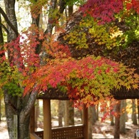 紅葉　２