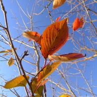 秋紅葉