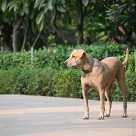 公園の野良犬