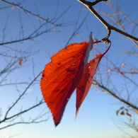 紅葉 風景