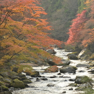 紅葉の渓谷