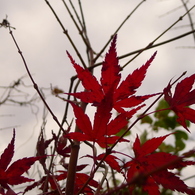 紅葉