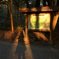 明治神宮歩き　Jan,2011