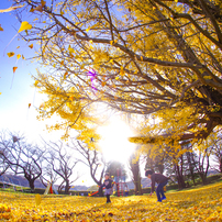 SIGMA(シグマ)のレンズ 15mm F2.8 EX DG DIAGONAL FISHEYE (ﾍﾟﾝﾀｯｸｽ AF