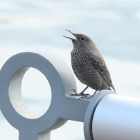 海辺の野鳥〜イソヒヨドリ女の子