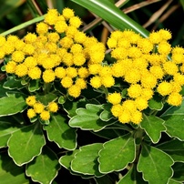 花・果実－７：庭園・公園・野山