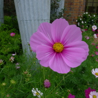 花特集