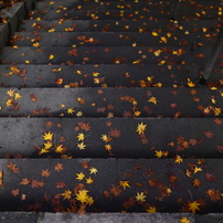 そうです狩るんです紅葉。