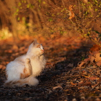 ねこ