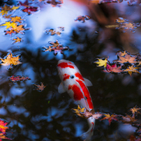 Canon キヤノン のレンズ Ef70 0mm F2 8l Is Ii Usm で撮影した写真 画像 一覧 写真共有サイト Photohito