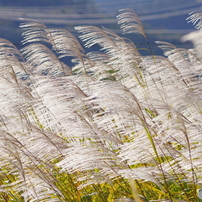 Pentax ペンタックス のレンズ Hd Pentax Da 55 300mmf4 5 8ed Wr で撮影した写真 画像 一覧 写真共有サイト Photohito