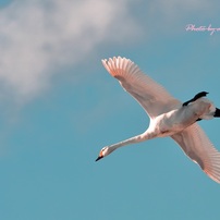 白鳥の写真 画像 写真集 写真共有サイト Photohito