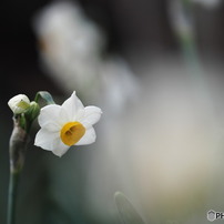 花鳥苑の記