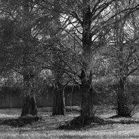 写真句：メタセコイアに差す陽：B&W：NTW262