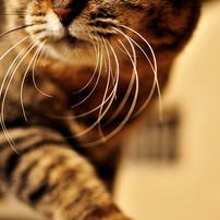 Neko