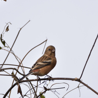 油山の野鳥たち2