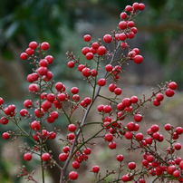TAMRON(タムロン)のレンズ AF 28-300mm F3.5-6.3 XR Di LD Aspherical