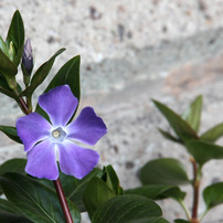花　植物　ｐｒｔ１
