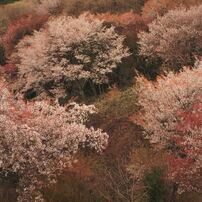 Pentax ペンタックス のレンズ Hd Pentax Da 16 85mmf3 5 5 6ed Dc Wr で撮影した写真 画像 一覧 写真共有サイト Photohito