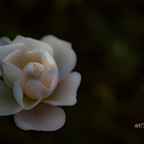 薔薇の写真 画像 写真集 写真共有サイト Photohito
