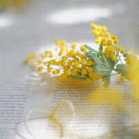 ミモザの写真(画像)・写真集 - 写真共有サイト:PHOTOHITO