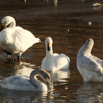 Sigma シグマ のレンズ 150 600mm F5 6 3 Dg Os Hsm Contemporary キヤノン用 で撮影した写真 画像 一覧 写真共有サイト Photohito