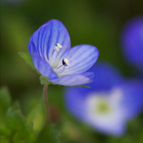 春の花の写真 画像 写真集 写真共有サイト Photohito