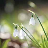 SIGMA(シグマ)のレンズ APO MACRO 180mm F3.5 EX DG/HSM (ﾐﾉﾙﾀ AF) で