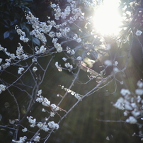 plum blossom