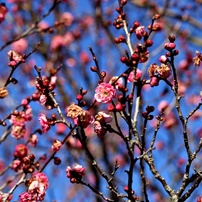 梅の季節がやって来た：八重寒紅 ①