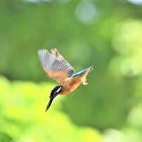 カワセミを追って Ⅳ