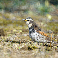 SONY(ソニー)のレンズ 500mm F8 Reflex SAL500F80 で撮影した写真(画像)一覧- 写真共有サイト:PHOTOHITO