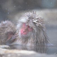 サルの写真 画像 写真集 写真共有サイト Photohito