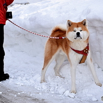 秋田犬 ペットの情報 価格 Com