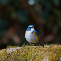 Tamron タムロン のレンズ Sp Af 0 500mm F 5 6 3 Di Ld If Model A08 ｺﾆｶﾐﾉﾙﾀ用 で撮影した写真 画像 一覧 写真共有サイト Photohito