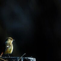 野鳥コレクションⅡ