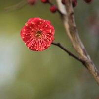 春の花の写真 画像 写真集 写真共有サイト Photohito