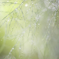 雨の日写真