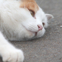 猫prt２