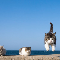 ニャッハ～～