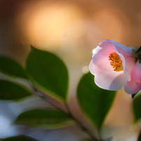 森・自然・植物