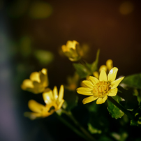 Sigma シグマ のレンズ 24 105mm F4 Dg Os Hsm ニコン用 で撮影した写真 画像 一覧 写真共有サイト Photohito