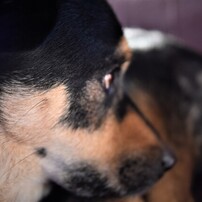 北海道犬 ペットの情報 価格 Com